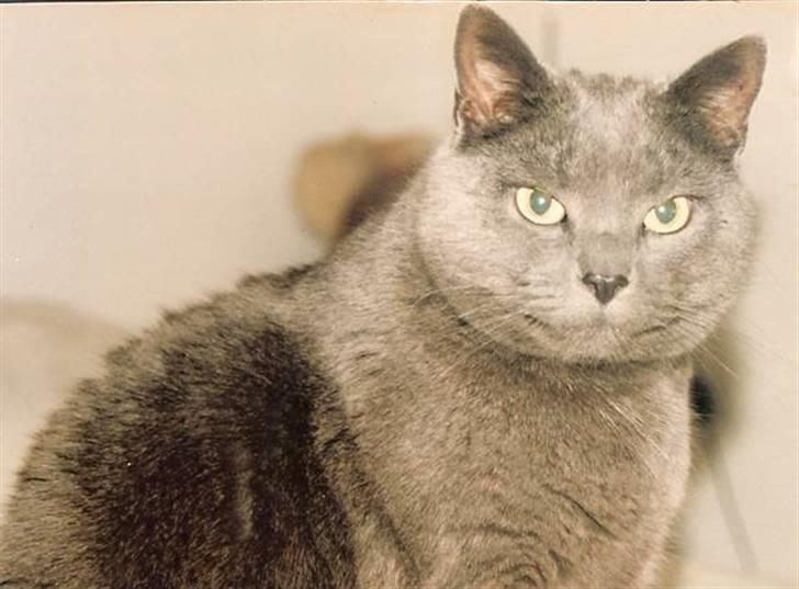 British Shorthair † Sniffy † - Profil billede.... billede 2