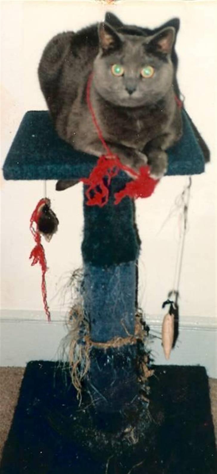 British Shorthair † Sniffy † - På hendes kradse/lege bræt ! :D billede 3