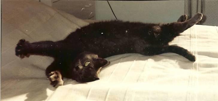 British Shorthair † Sniffy † - "Man har vel lov til at være akrobat?" :D billede 4