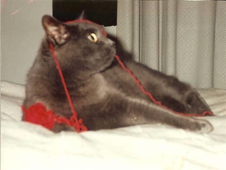 British Shorthair † Sniffy † - "ja, garn det er da en sjov ting :D" billede 5