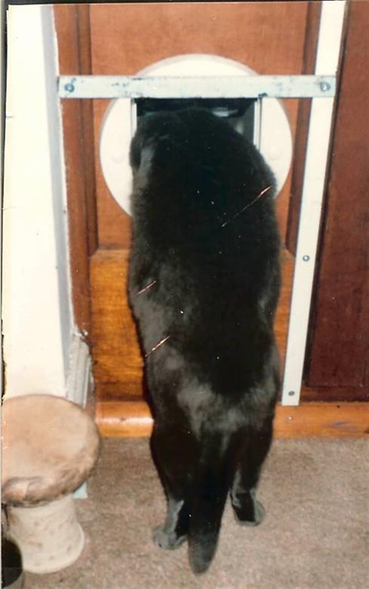 British Shorthair † Sniffy † - "har man måske ikke lov til at være en smule små fed?" (8 billede 6