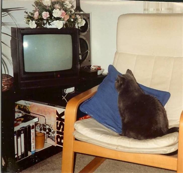 British Shorthair † Sniffy † - "kommer de ikke snart og tænder det fjernsyn?" (: billede 7
