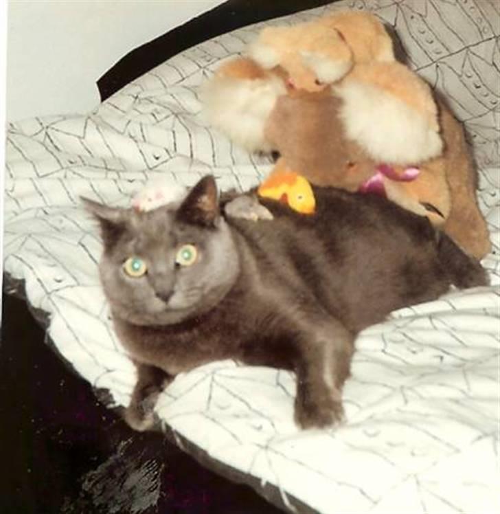 British Shorthair † Sniffy † - "nu vækkede I mig lige fra den skønshedsøvn!" :D billede 8