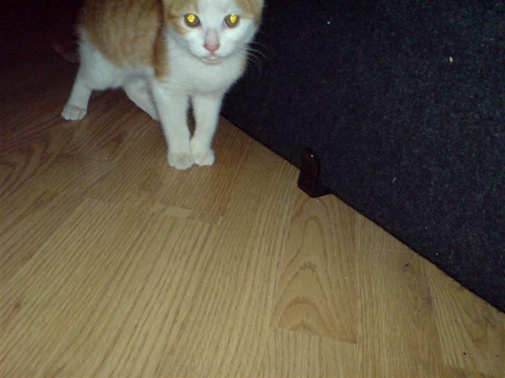 Huskat Carla - Carla siger hej til kameraet ;) billede 2