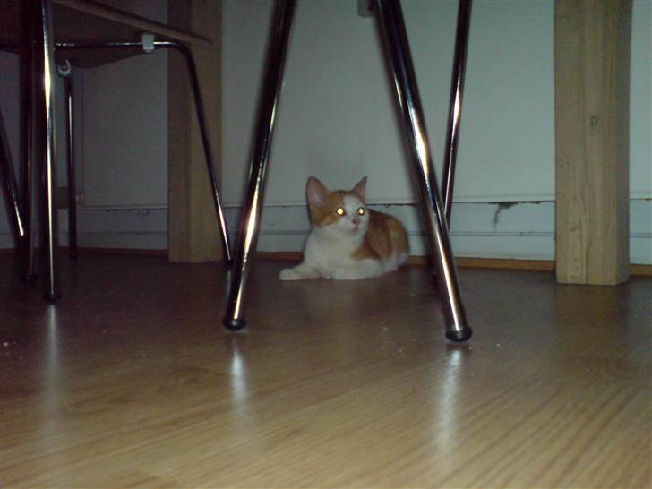 Huskat Carla - Carla slapper af :) billede 3