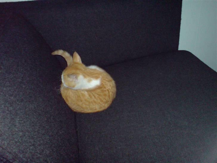 Huskat Carla - Carla er træt ;) det er hårdt at flytte... billede 4