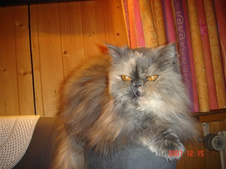 Perser Victoria-Hope Golden Stat - Hej hej billede 11