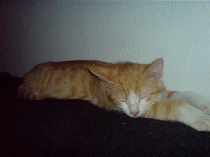 Huskat Hugo - Hugo missen er blevet træt.. Zzzz *SS* billede 1