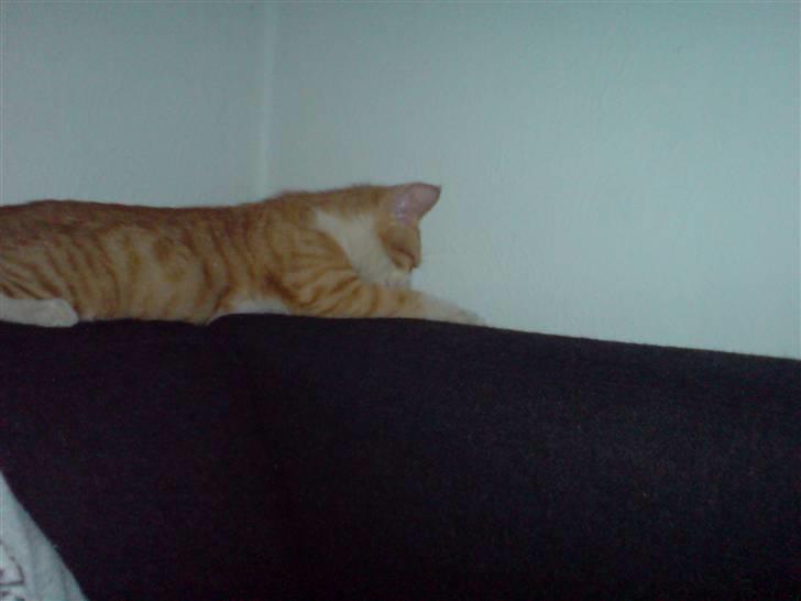 Huskat Hugo - hov faldt musen bagved sofaen ? :) billede 2