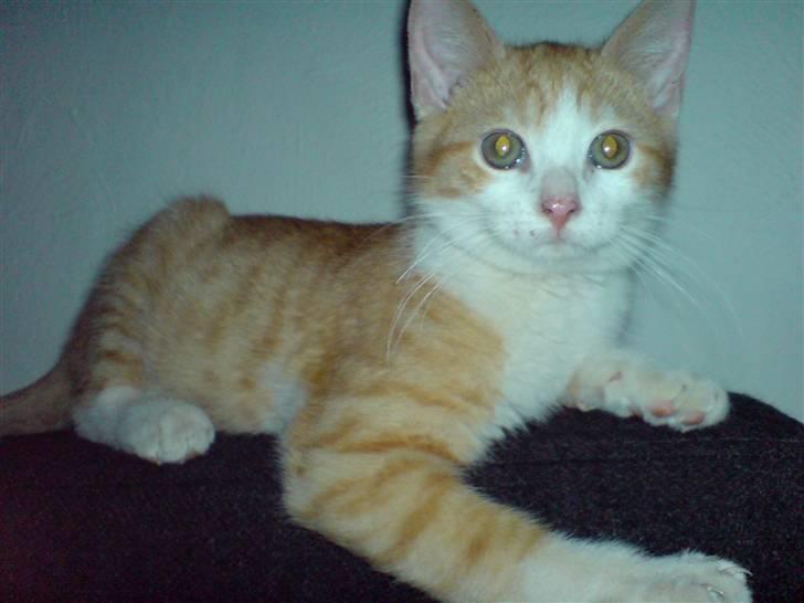 Huskat Hugo - ihh hvor er jeg fotogen :) :)  billede 3