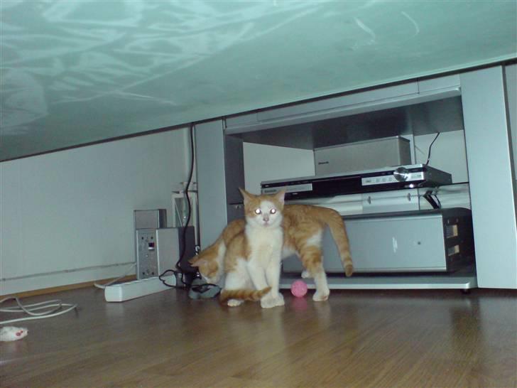 Huskat Hugo - vi undersøger lige vores nye hjem.. søster sidder vagt :) billede 4