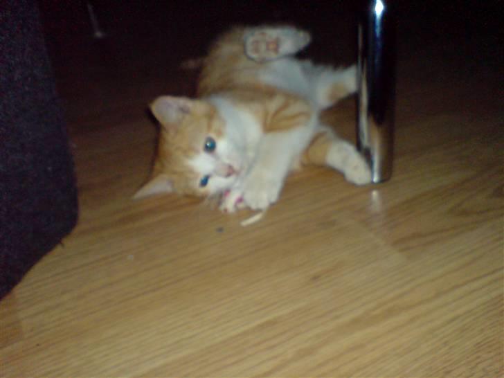 Huskat Hugo - ha jeg fangede musen, eller var det omvendt? *G* billede 5