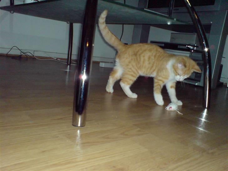 Huskat Hugo - ihh hvor er den sjov..  billede 6