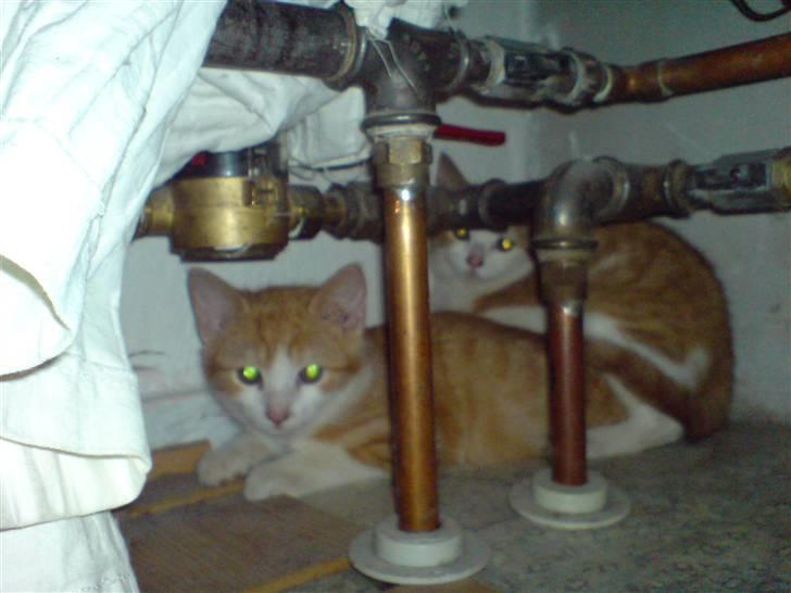 Huskat Hugo - mm putter ved de varme rør.. billede 8