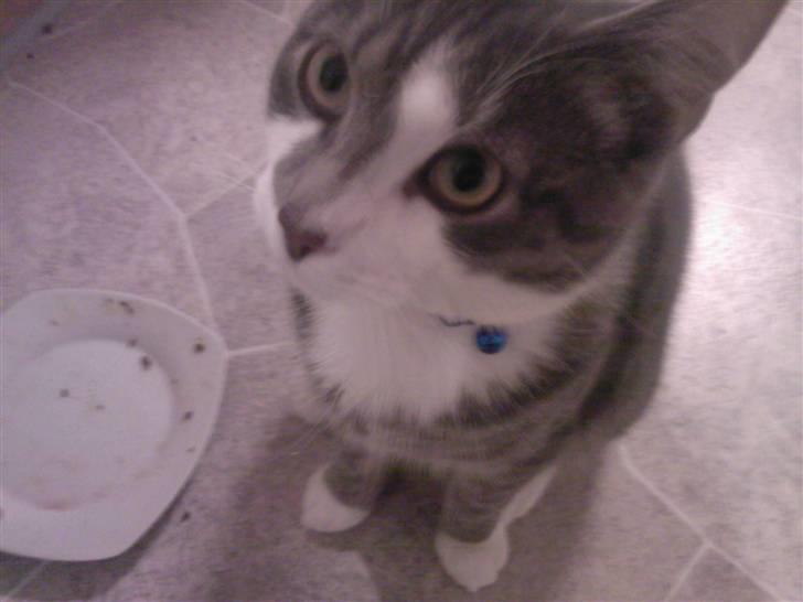 Huskat Louie (Nyt hjem) billede 1