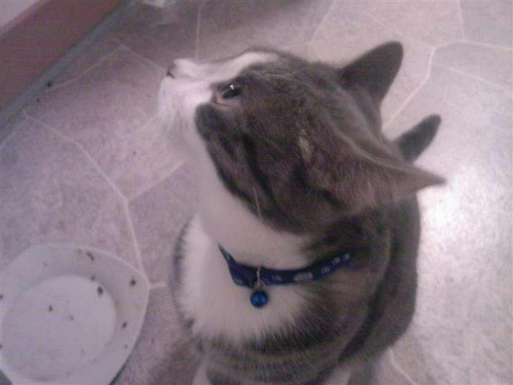 Huskat Louie (Nyt hjem) billede 2