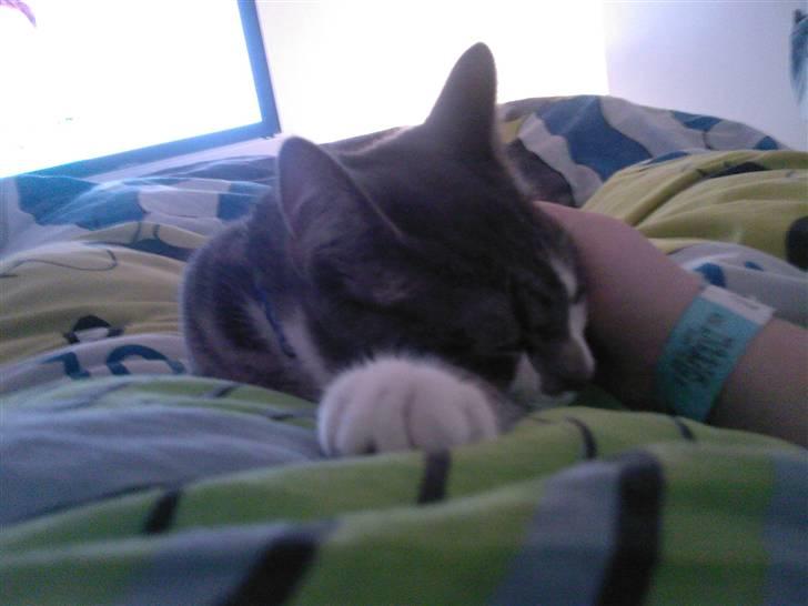 Huskat Louie (Nyt hjem) billede 3