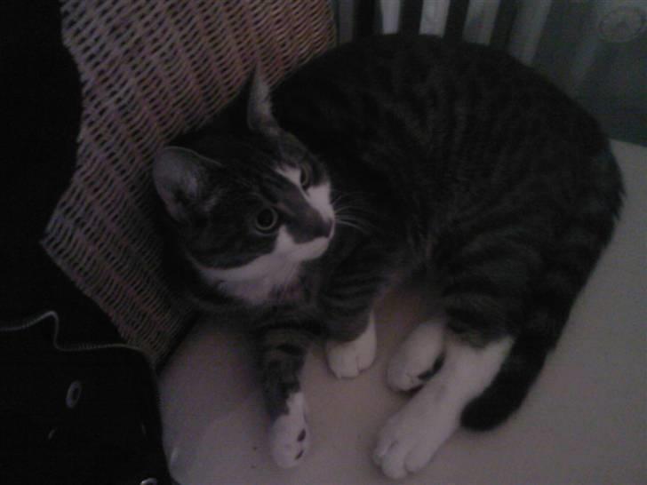 Huskat Louie (Nyt hjem) billede 4