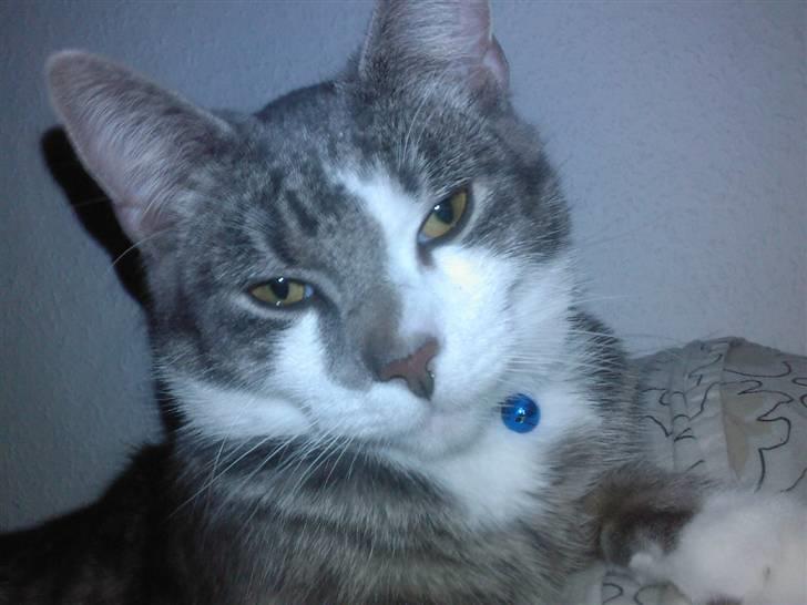 Huskat Louie (Nyt hjem) billede 6