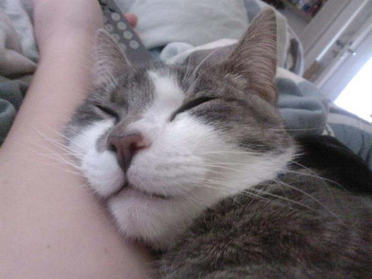 Huskat Louie (Nyt hjem) billede 7