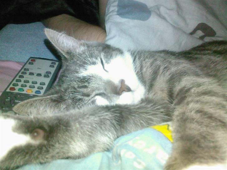 Huskat Louie (Nyt hjem) billede 8