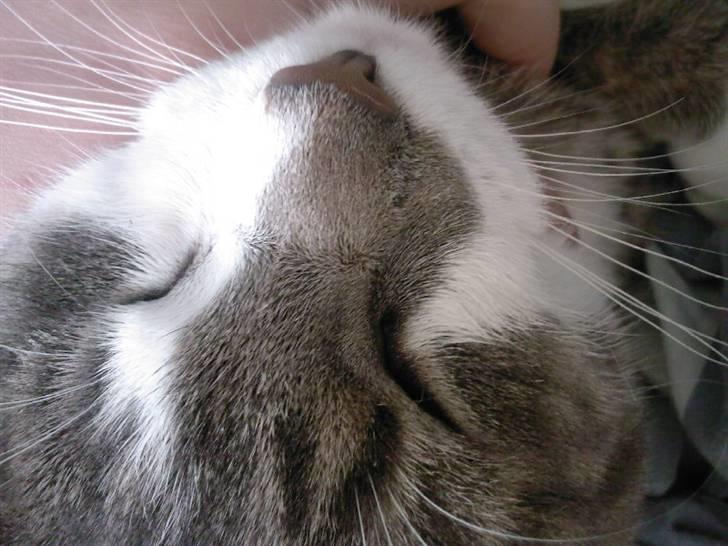 Huskat Louie (Nyt hjem) billede 9