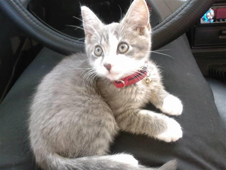 Huskat Louie (Nyt hjem) - her har vi kun haft ham i et par uger. Han skulle jo lige vises frem til familien  billede 10