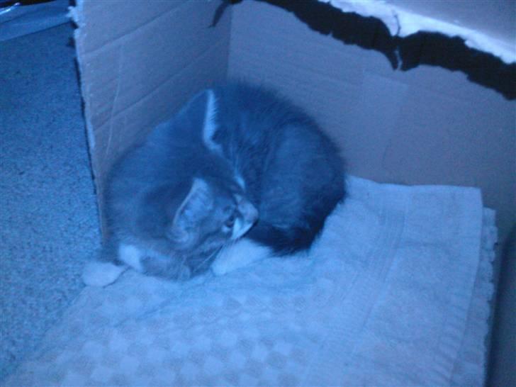 Huskat Louie (Nyt hjem) - Her har vi lige fået ham hjem den 19/07/07 .. sååå lille han er  billede 11