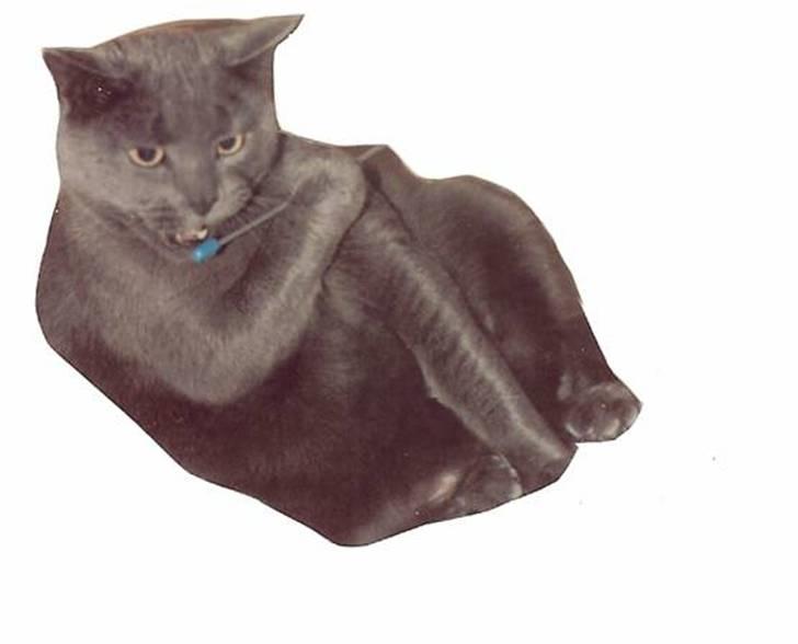 British Shorthair † Sniffy † - "ihh ja, er det her en slikkepind eller en strikkepind?" hehe ... Undskyld at der er hvidt rundt om billedet, men det er et billede som der blevet "klippet" i (: billede 9