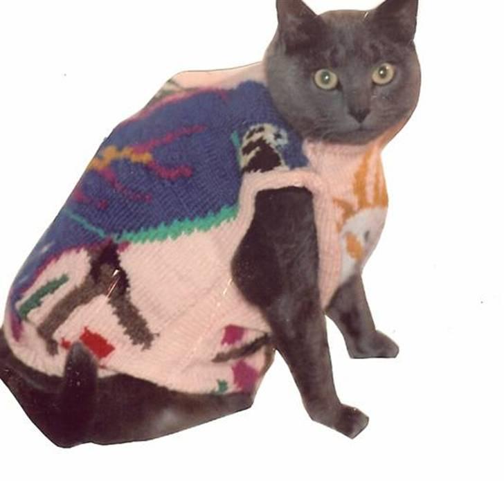 British Shorthair † Sniffy † - "ja, man skal da være fin engang i mellem" (: billede 10