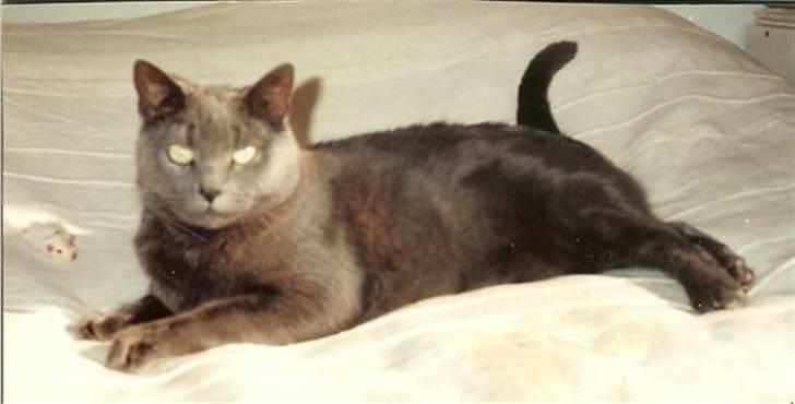 British Shorthair † Sniffy † - Godag! billede 11