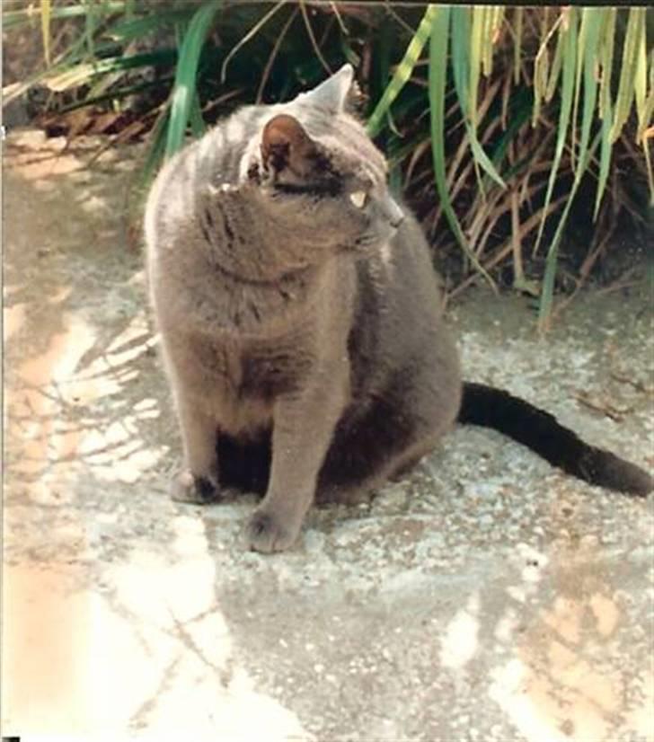 British Shorthair † Sniffy † - ude i vores gamle have i London. (= billede 12