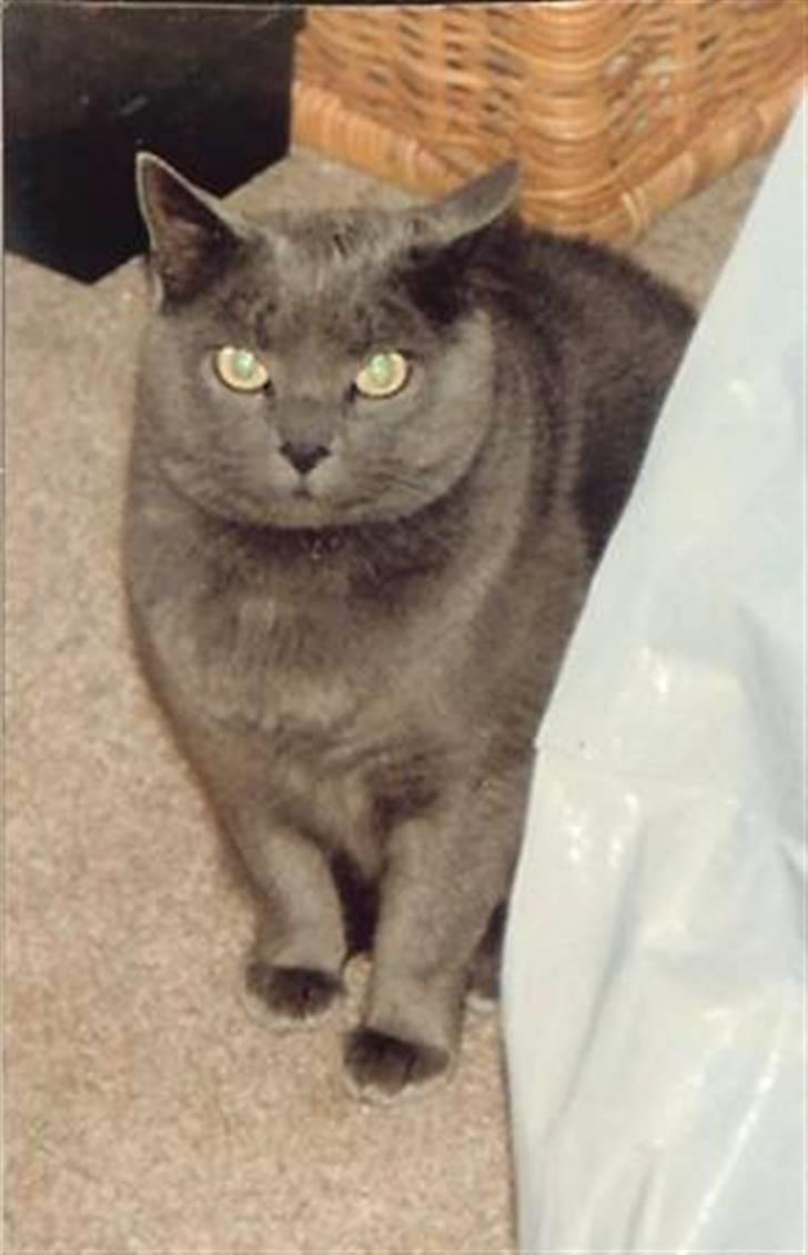 British Shorthair † Sniffy † - "grrr, hvad laver du der??" (: billede 13