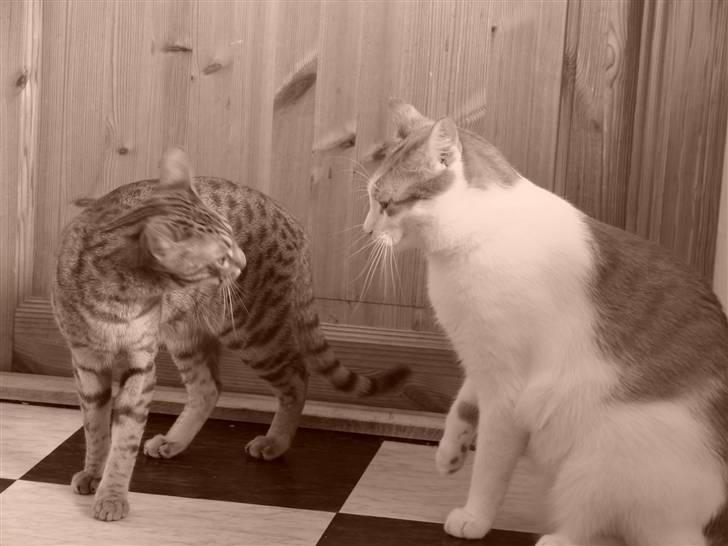 Ocicat Cassiopeia (kaldet Peia) billede 15