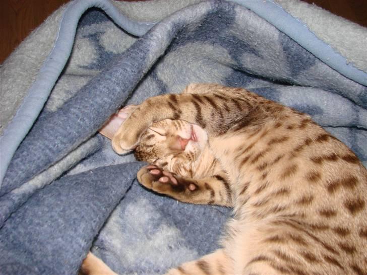 Ocicat Cassiopeia (kaldet Peia) billede 16