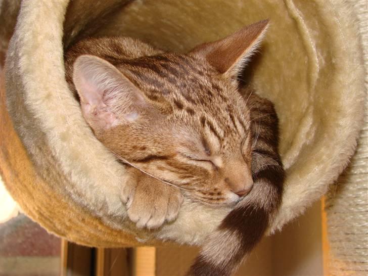 Ocicat Cassiopeia (kaldet Peia) billede 17