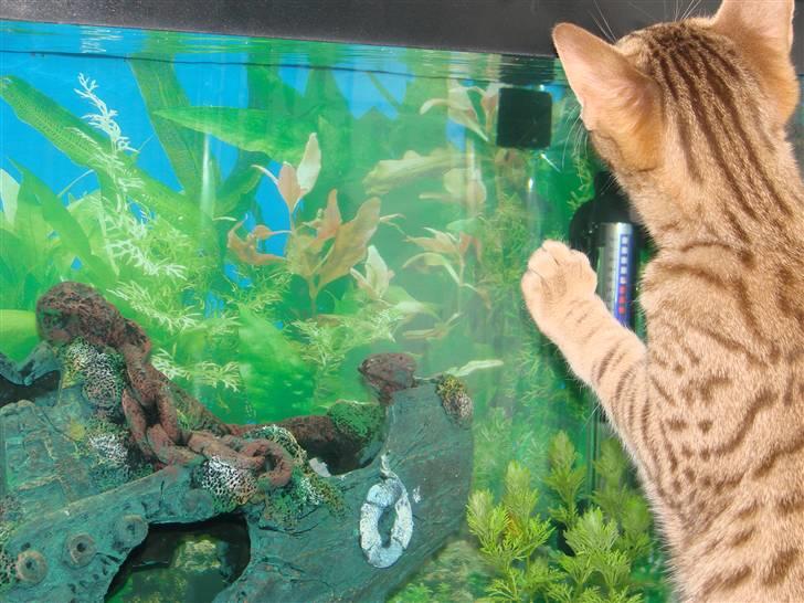 Ocicat Cassiopeia (kaldet Peia) billede 18