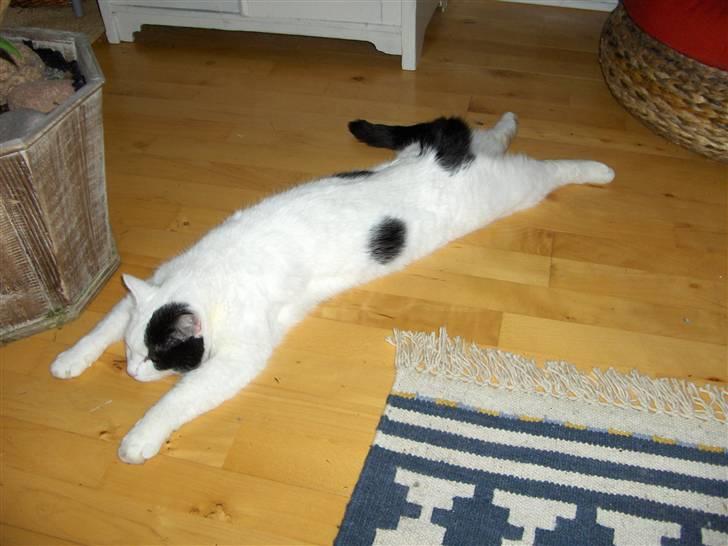 Huskat Uffe - R.I.P - Sådan ligger jeg rigtig tit....:-) billede 8