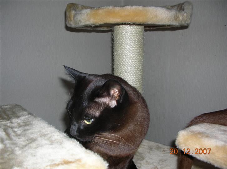 Burmeser Momi's Baloo - Vores nye kradsetræ skal lige undersøges ordentligt. billede 12