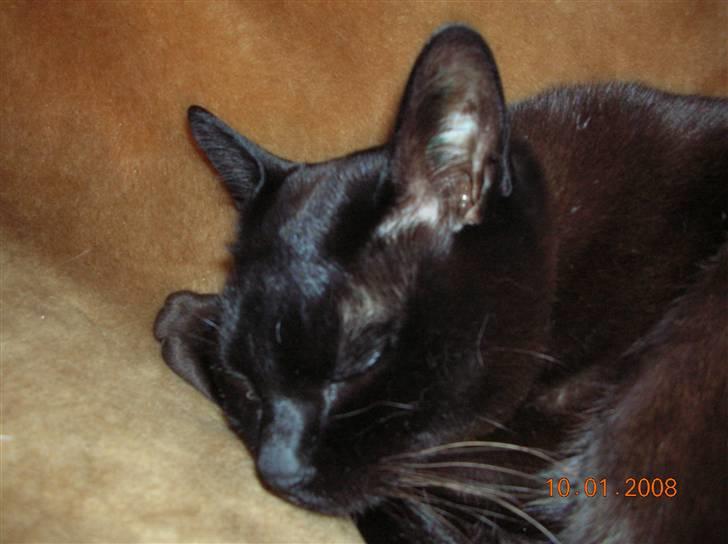 Burmeser Momi's Baloo - Mmm jeg sover dejligt her i min radiatorhænger billede 13