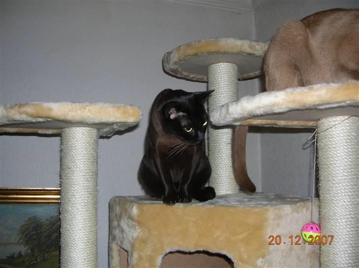 Burmeser Momi's Baloo - Hvad sker der mon dernede? billede 14