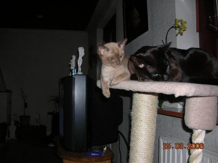 Burmeser Momi's Baloo - Baloo forrest og Ufo of Magicat aka Lillemand som killing baggerst billede 15