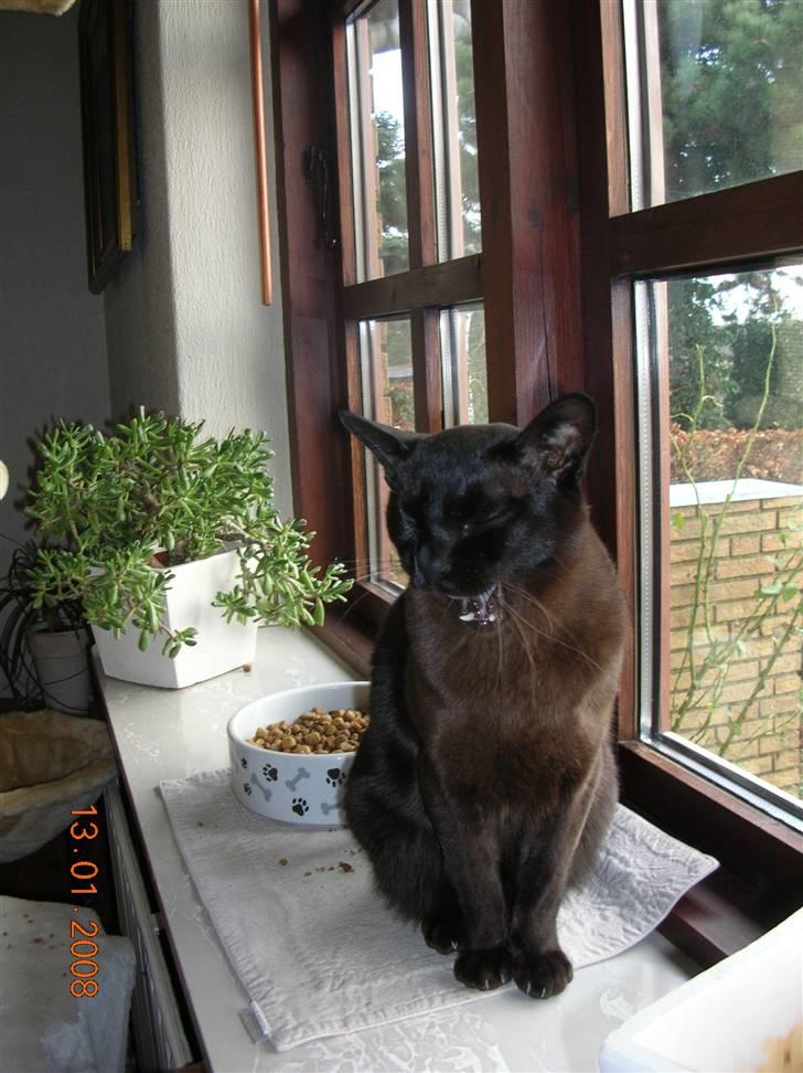 Burmeser Momi's Baloo - GAB, hvor er det kedeligt at blive fotograferet. billede 16