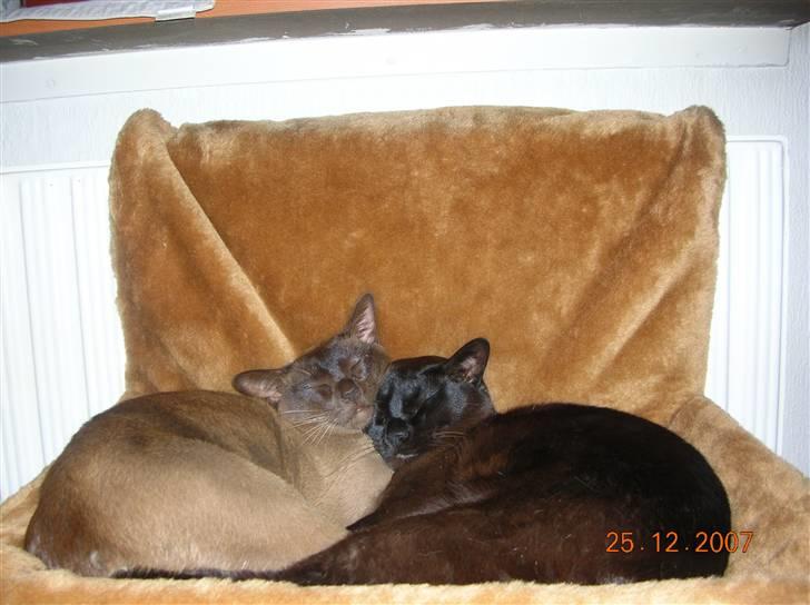 Burmeser Momi's Baloo - Lillemand og Baloo elsker bare deres nye radiatorhænger-seng. billede 17