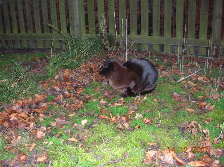 Burmeser Momi's Baloo - Nyder det gode vejr i haven billede 18