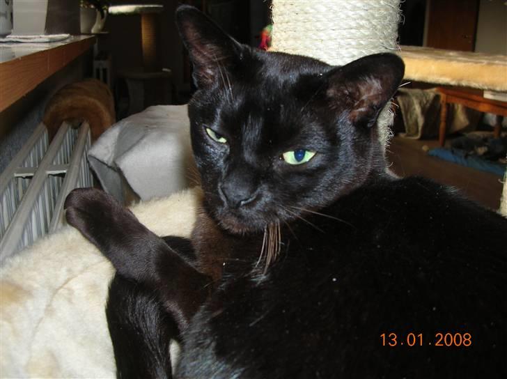 Burmeser Momi's Baloo - Uh hvor ligger jeg dejligt her billede 19