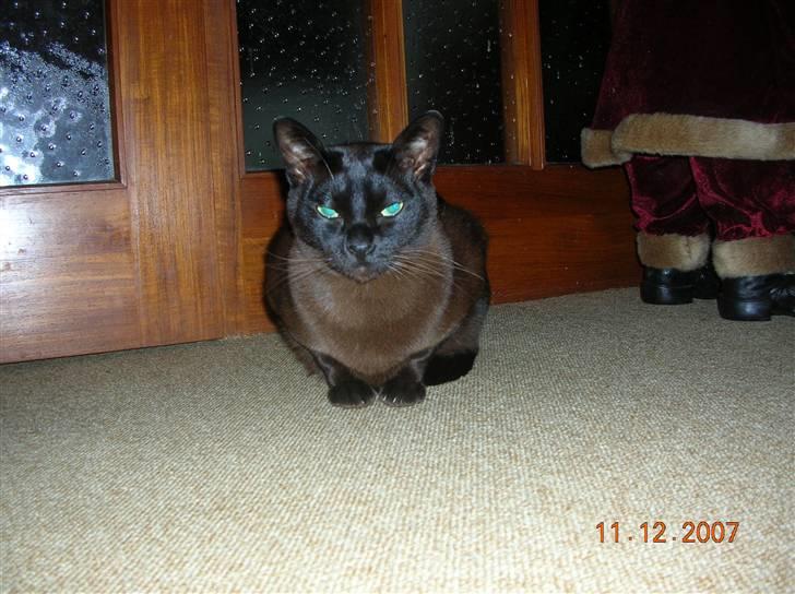 Burmeser Momi's Baloo - Halløjsa hvad laver du? billede 20