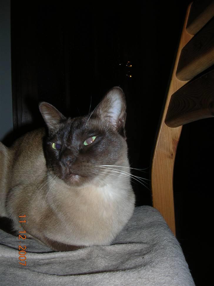 Burmeser Coco billede 19