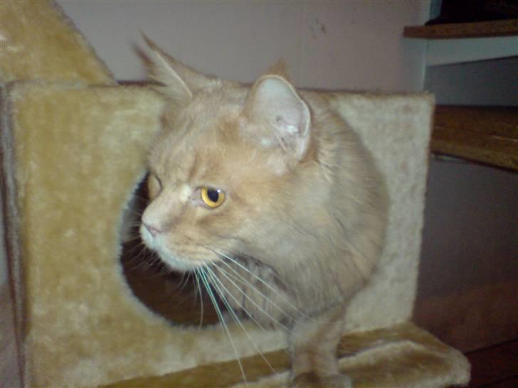 Maine Coon lucifer - lucifer elsker sit nye krasetræ billede 10