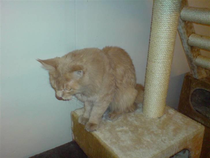 Maine Coon lucifer billede 11